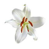 Load image into Gallery viewer, LILY ORIENTAL WHITE - bloombybunches