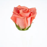 Load image into Gallery viewer, ROSE AMESTERDAM PEACH 50CM - bloombybunches