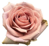 Load image into Gallery viewer, ROSE AMNESIA LAVENDER 50CM - bloombybunches