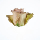 Load image into Gallery viewer, ROSE AMNESIA LAVENDER 50CM - bloombybunches
