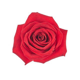 Load image into Gallery viewer, Red Rose Freedom for DIY Wedding &amp; Event floral arrangements 