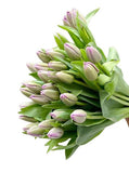 Load image into Gallery viewer, TULIP LAVANDER - bloombybunches